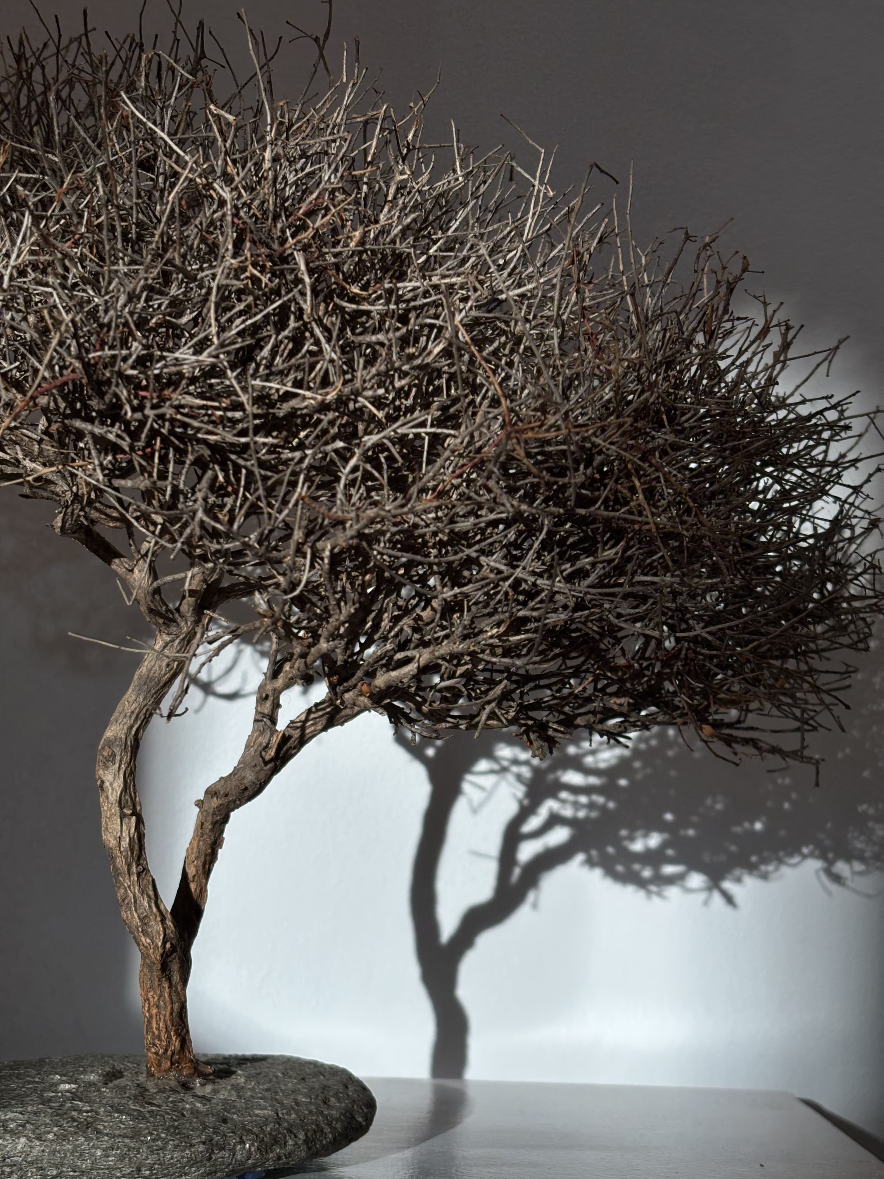 Arbre africain