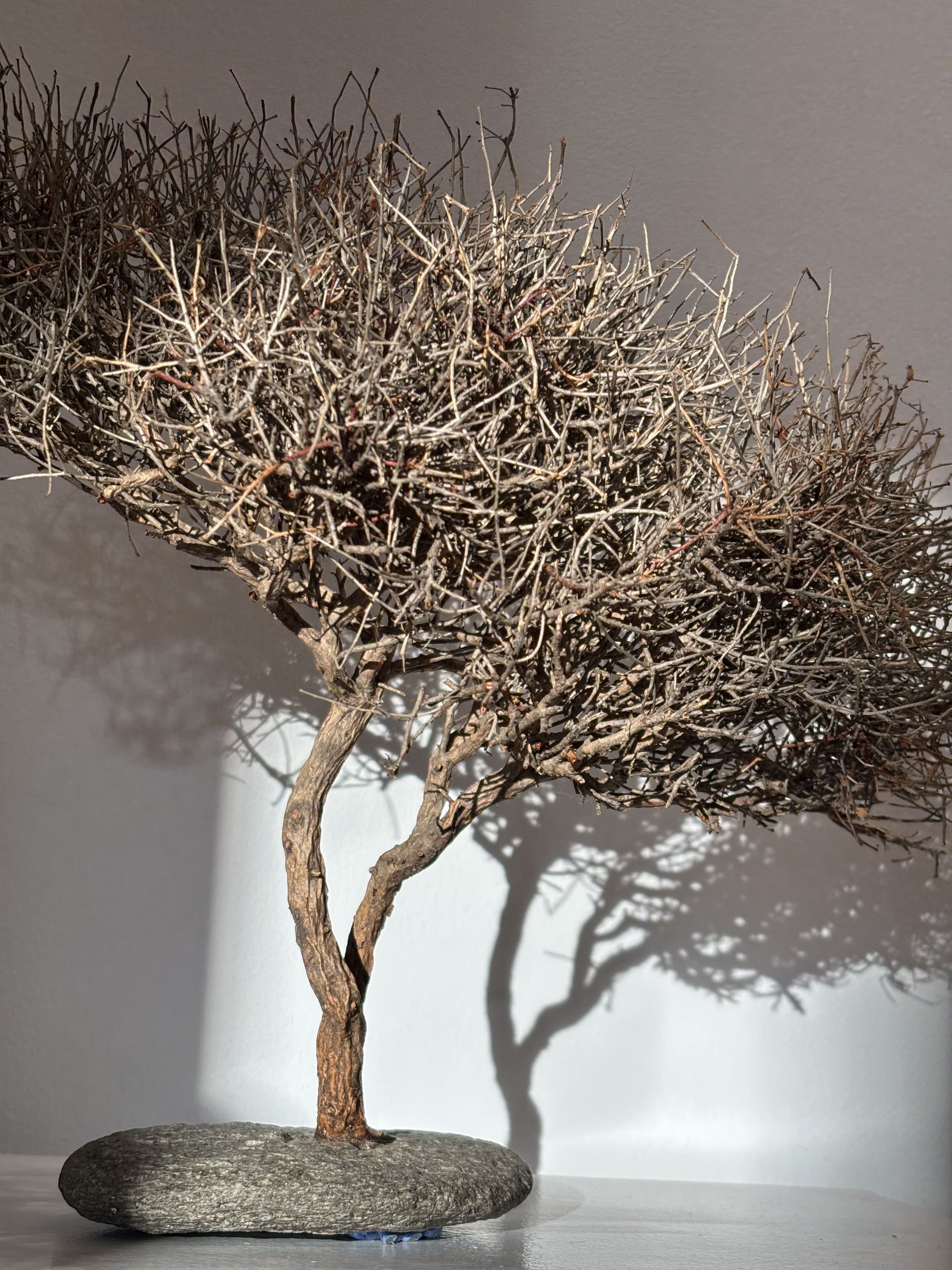 Arbre africain