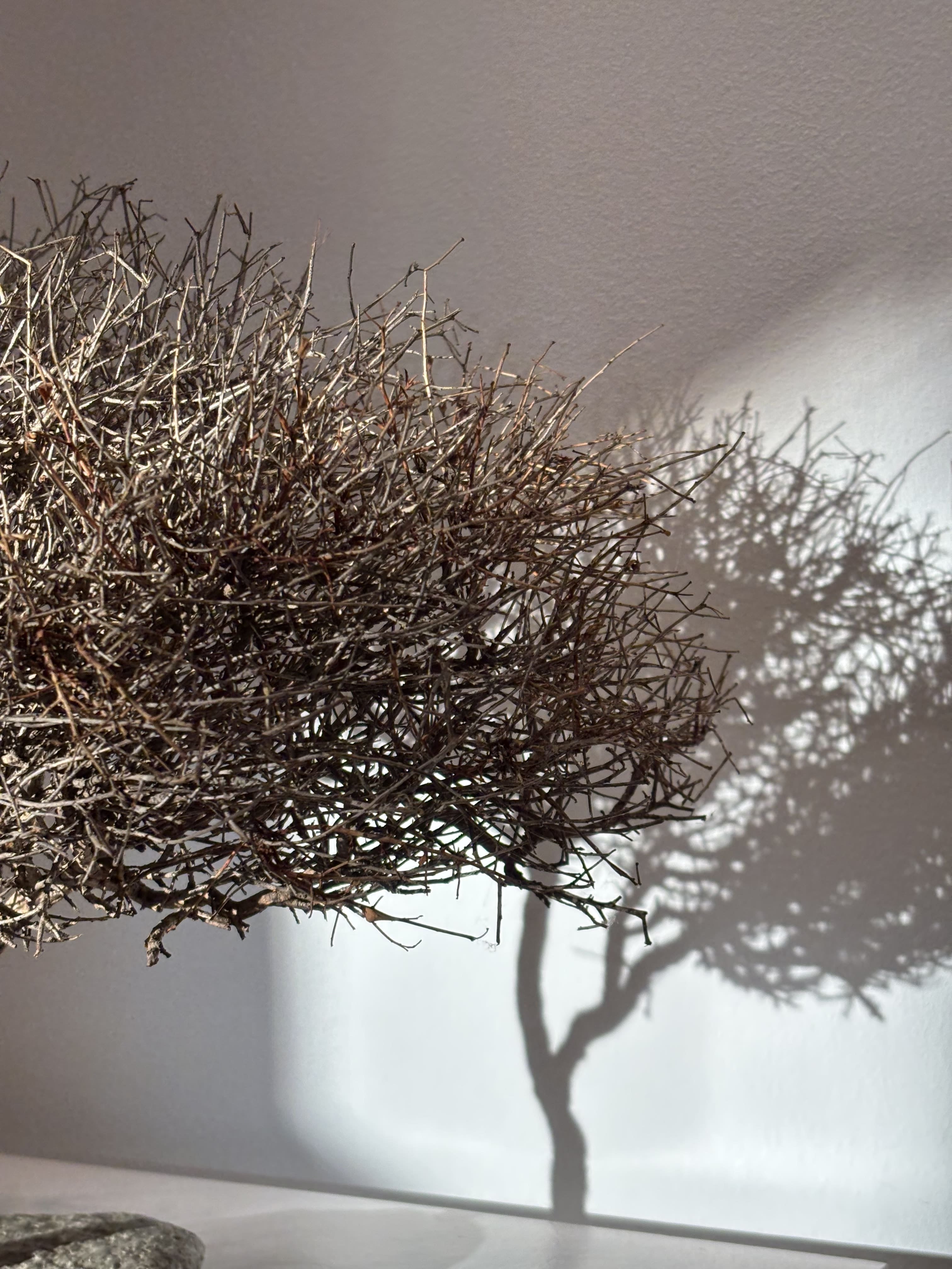 Arbre africain