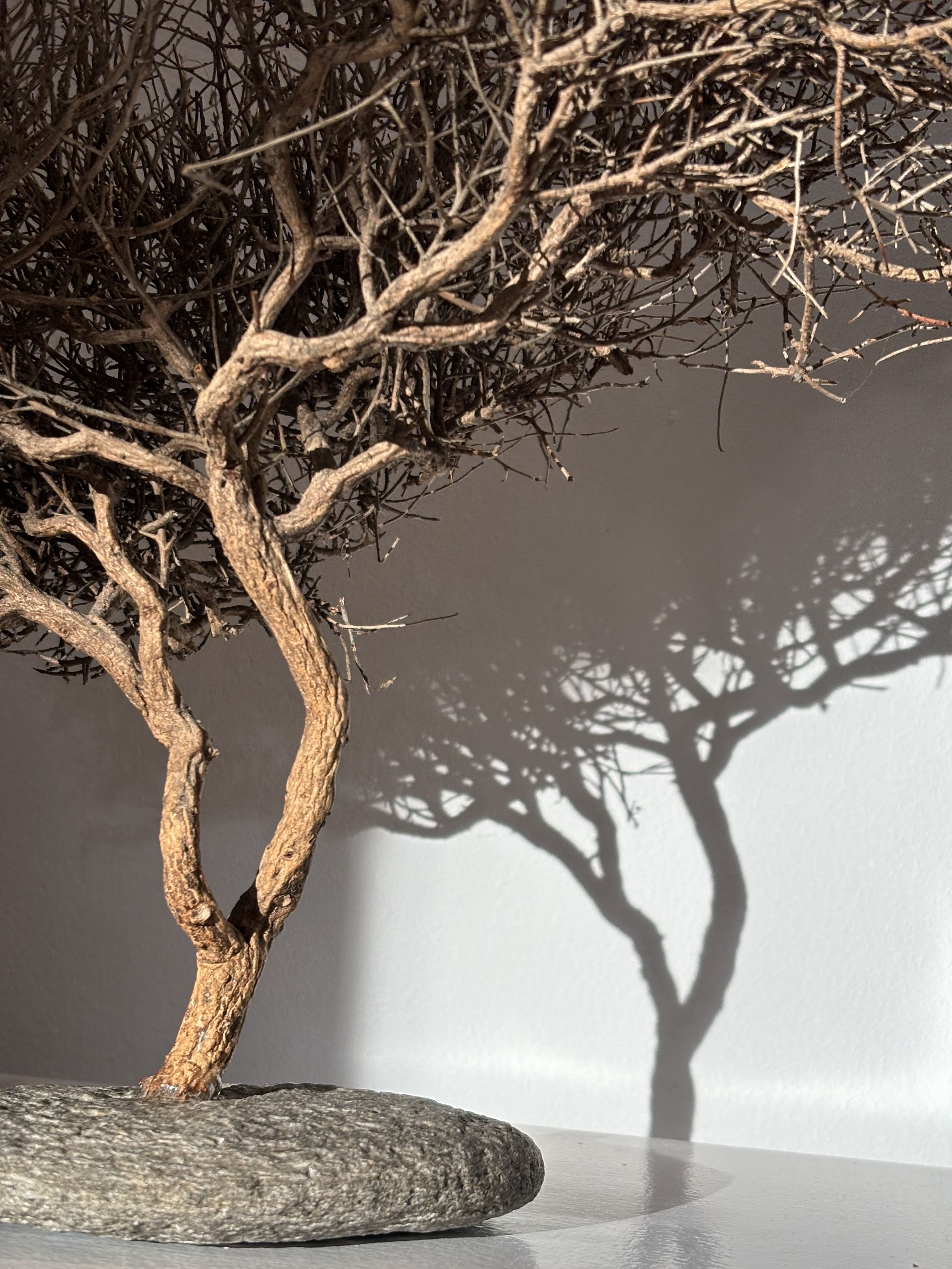 Arbre africain