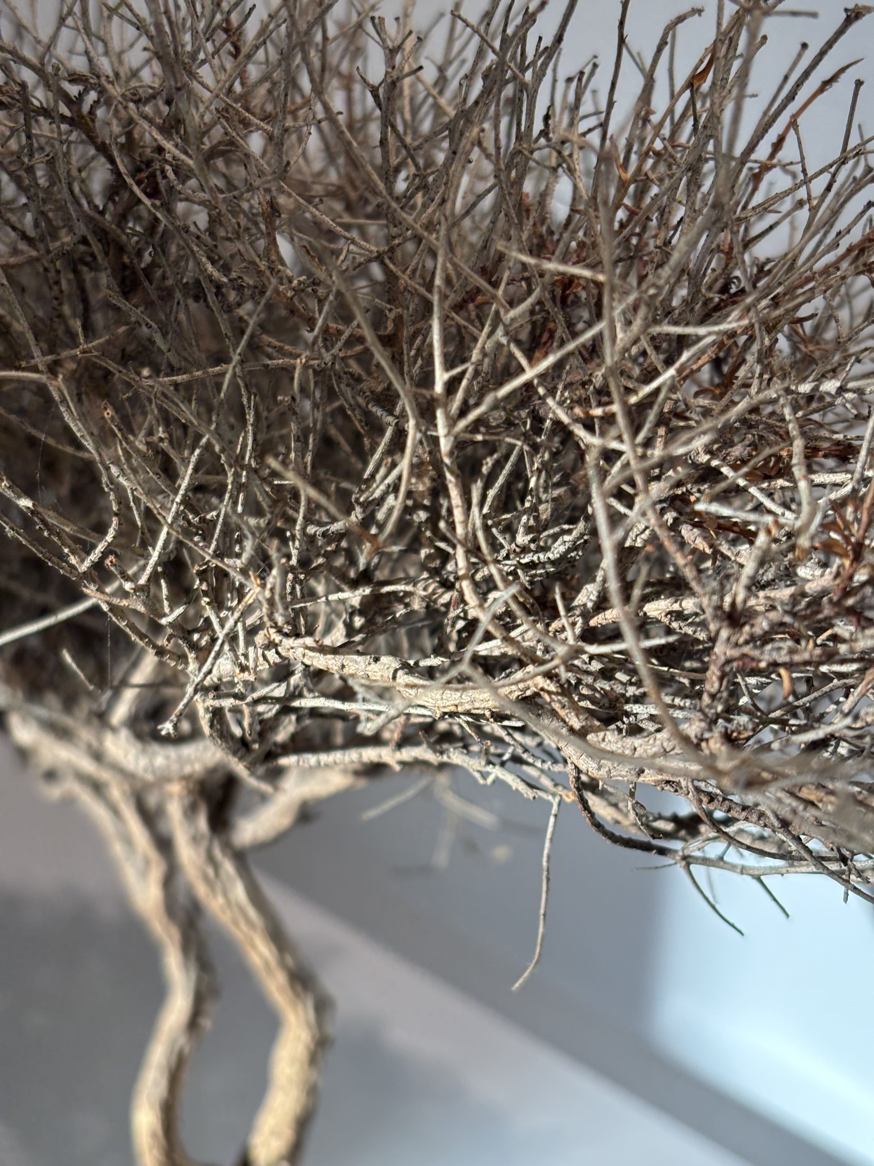 Arbre africain