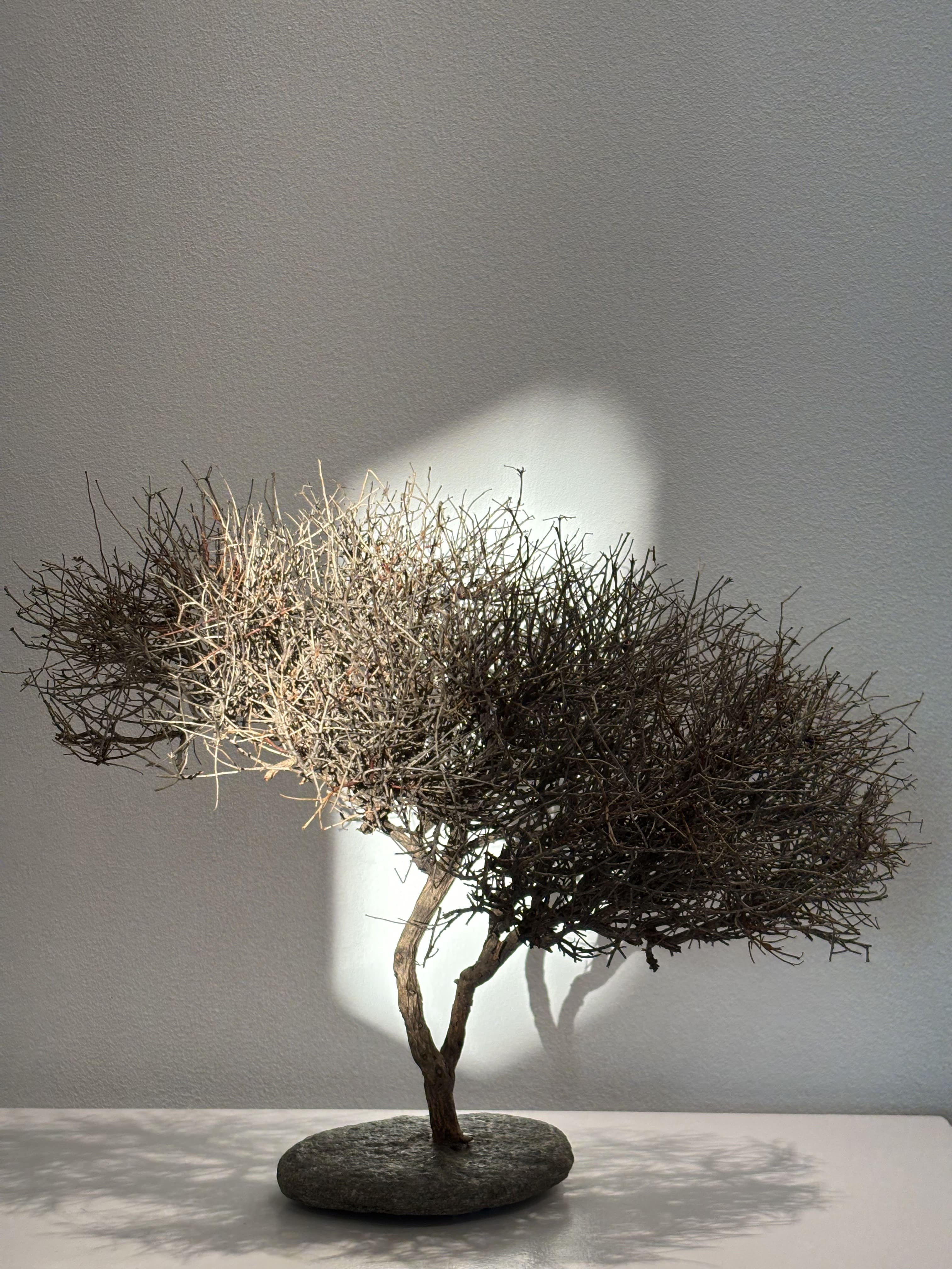 Arbre africain