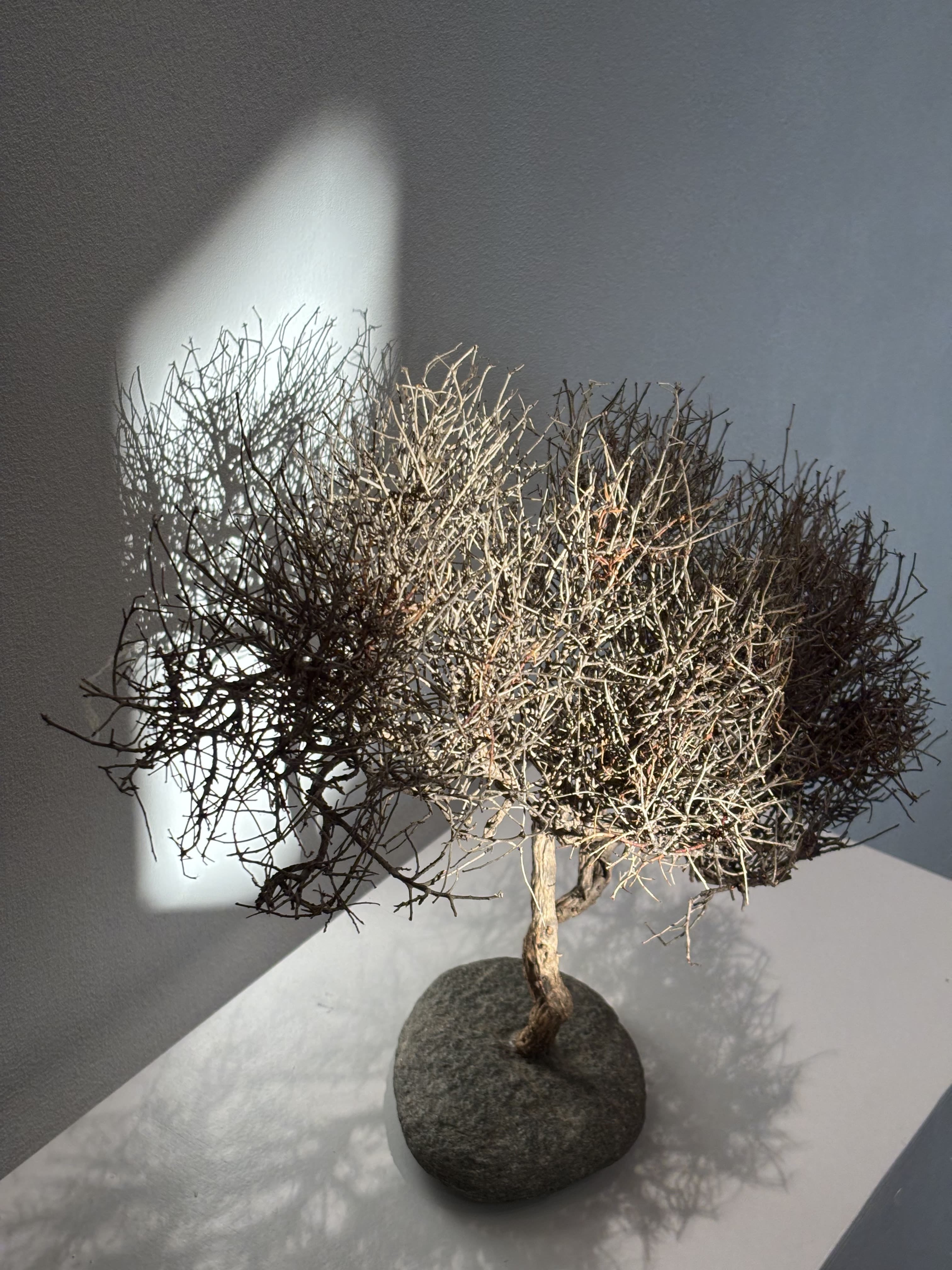 Arbre africain