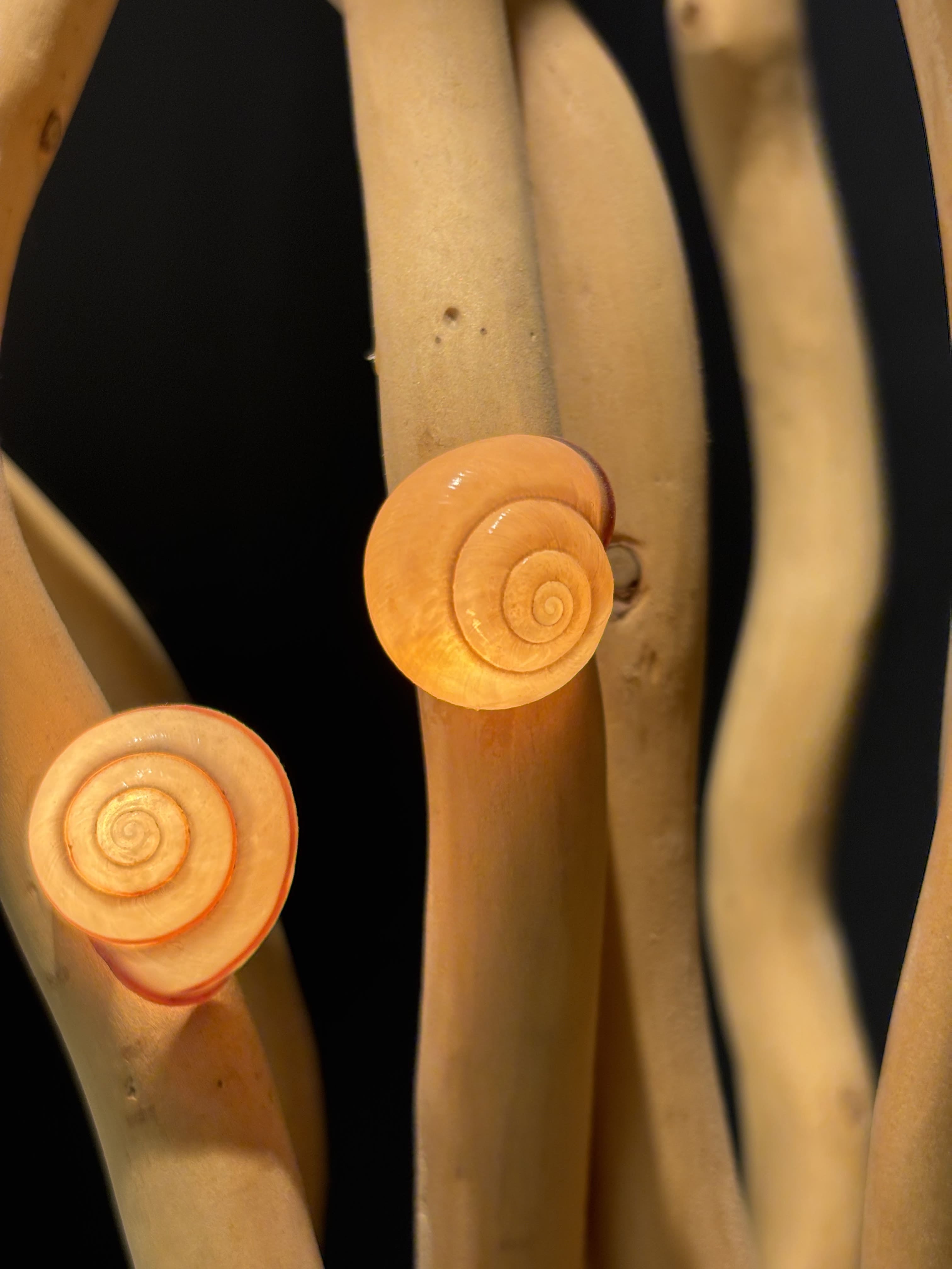 Des escargots à la verticale