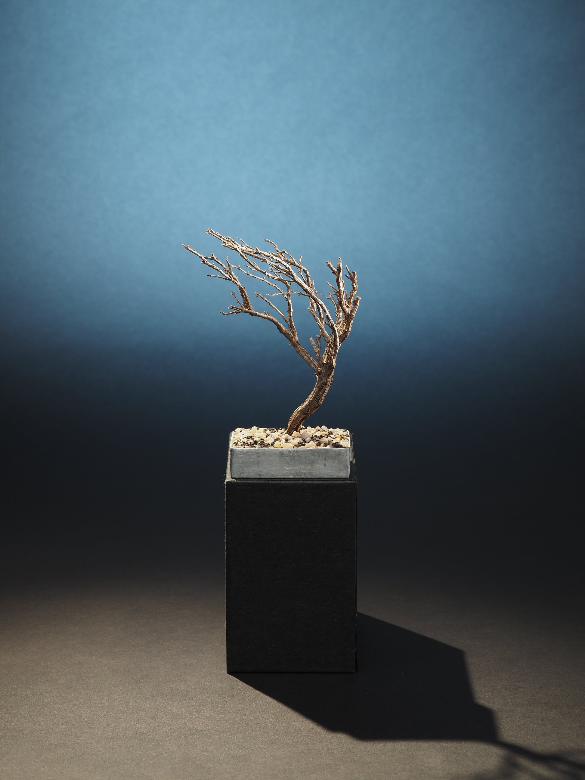 Le tout petit arbuste