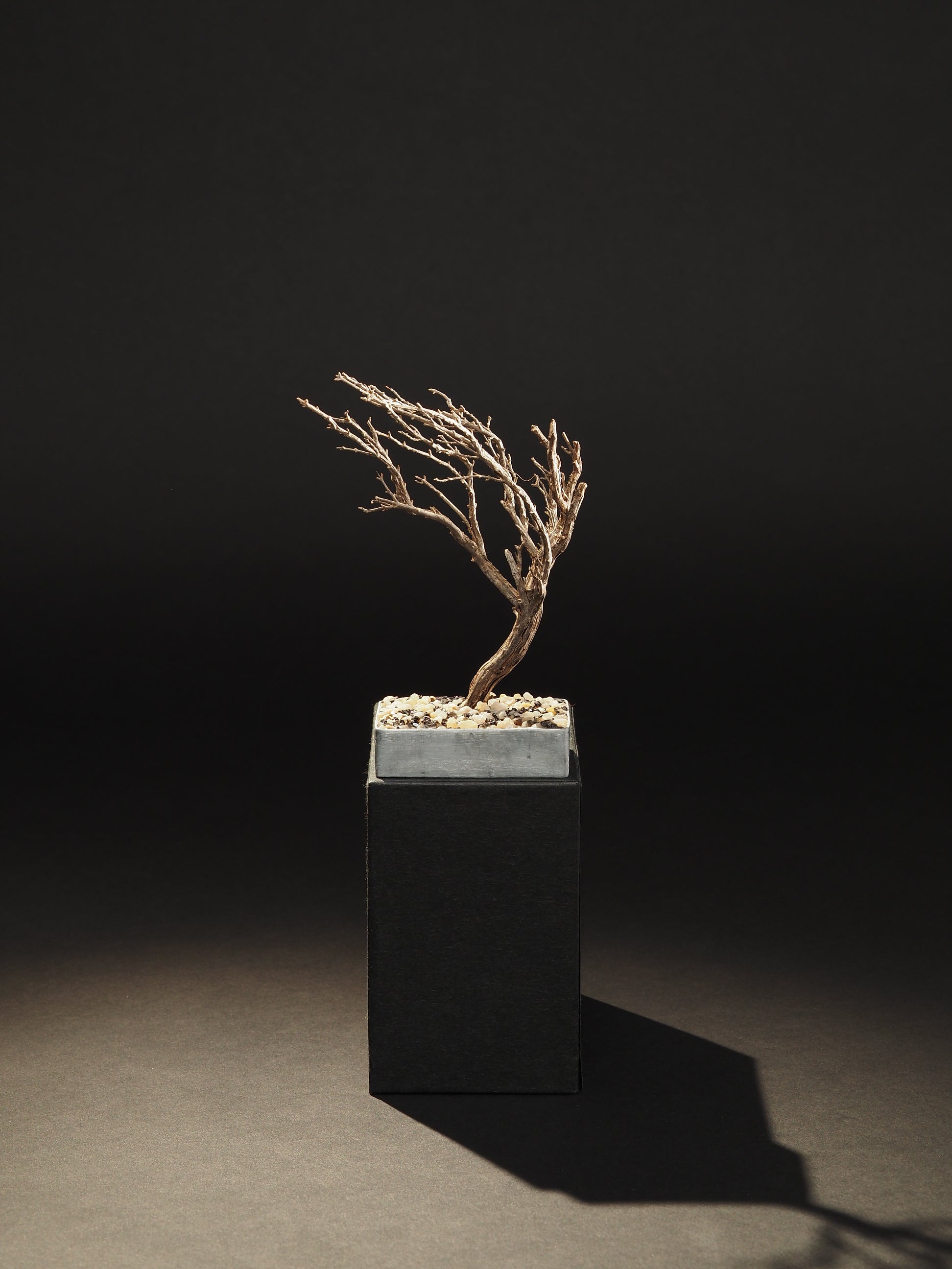 Le tout petit arbuste