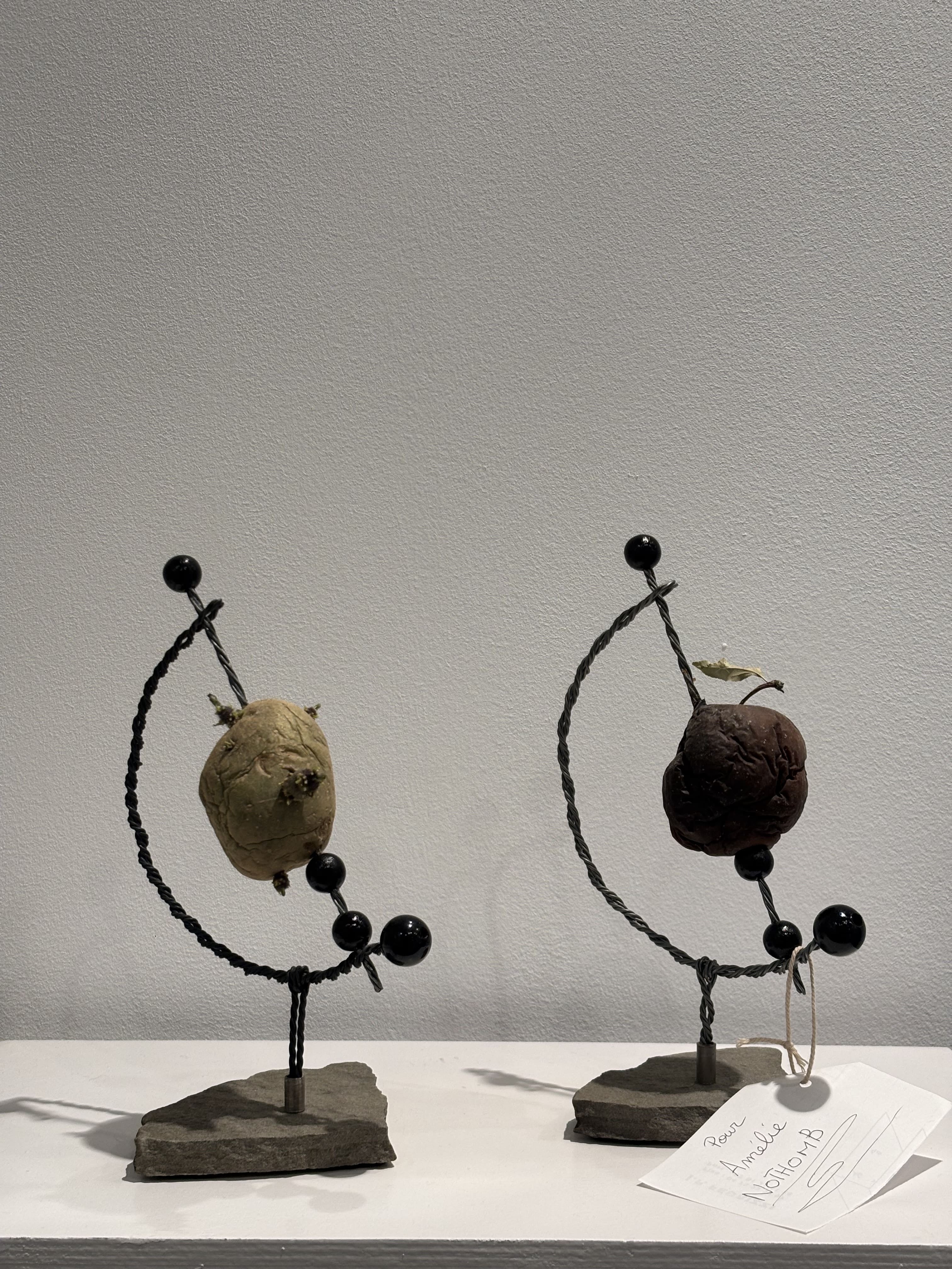 Vie et mort de la pomme