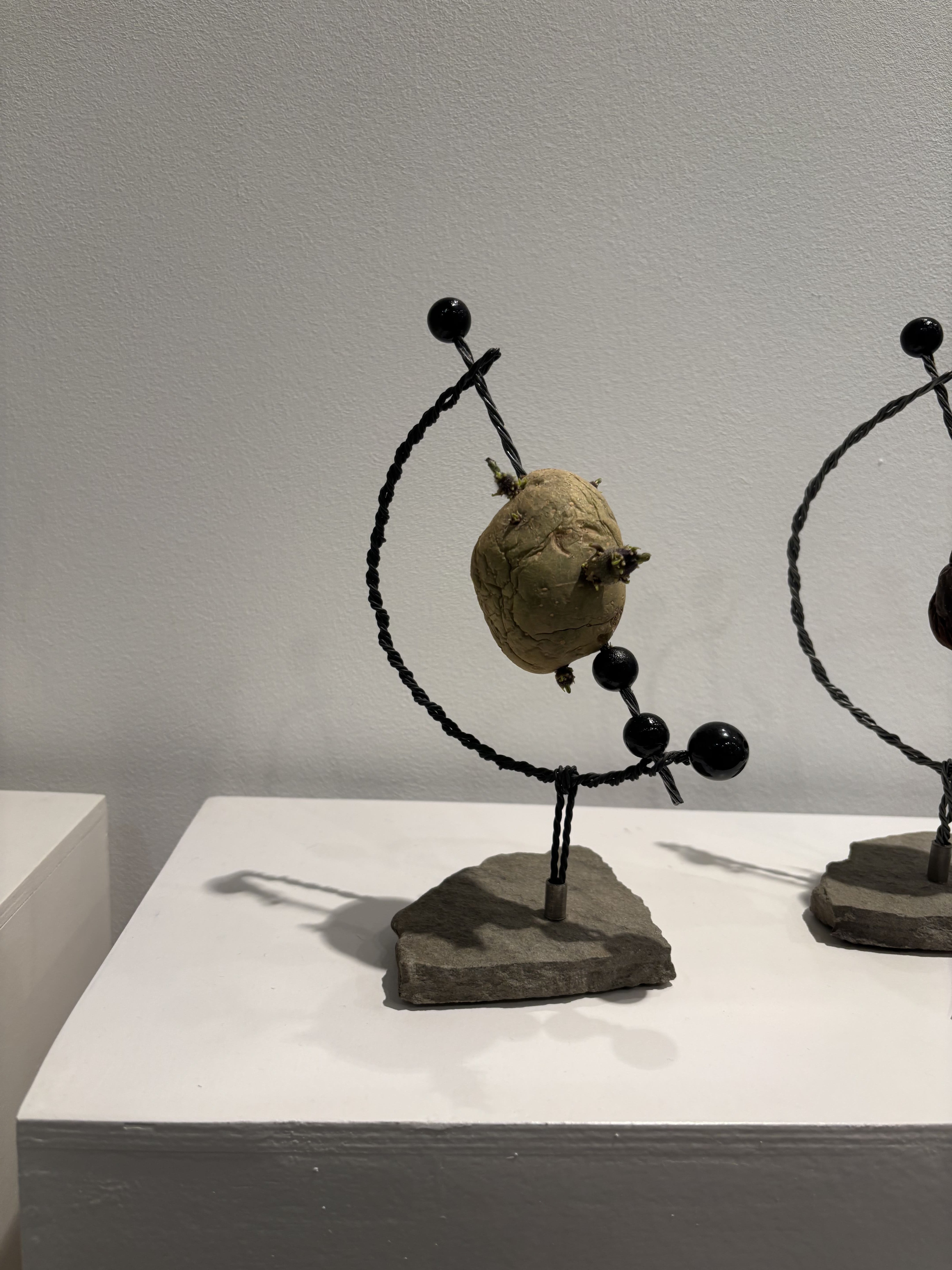 Vie et mort de la pomme de terre