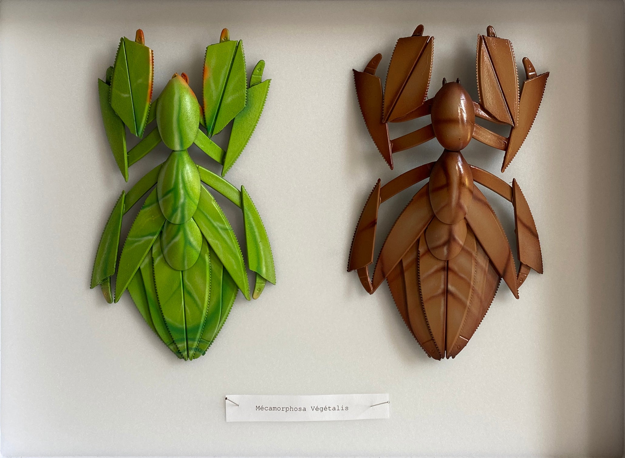 "Mecamorphosa Vegetalis"