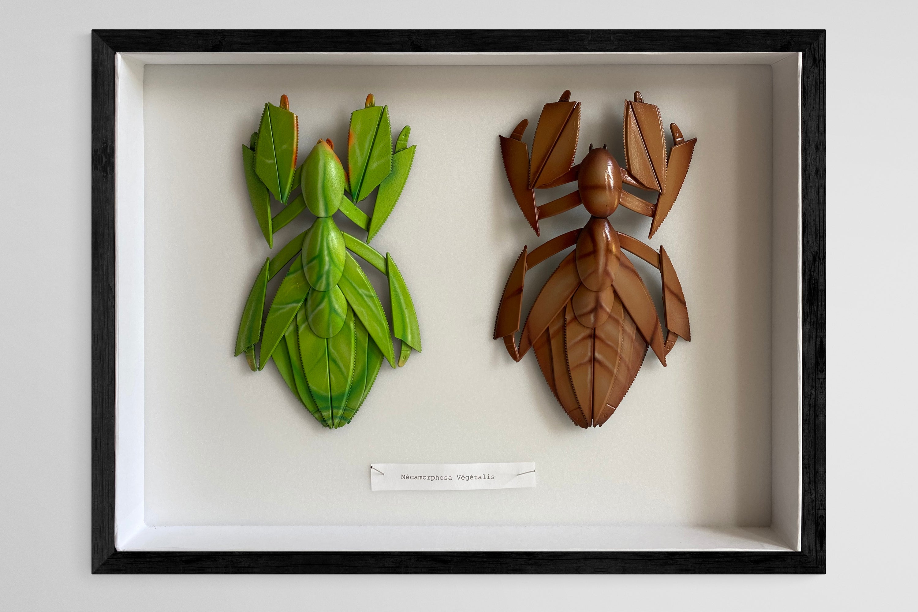 "Mecamorphosa Vegetalis"