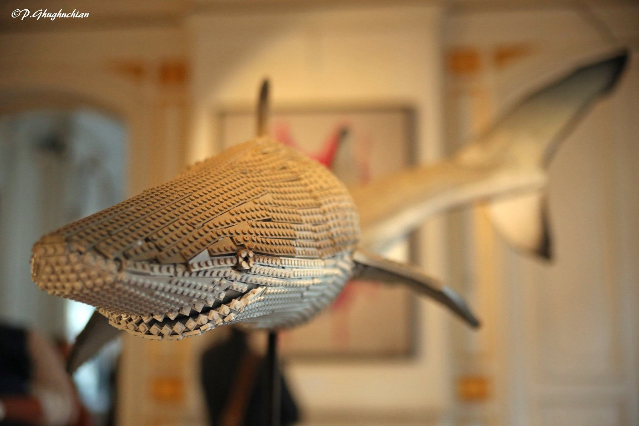 "Requin"
