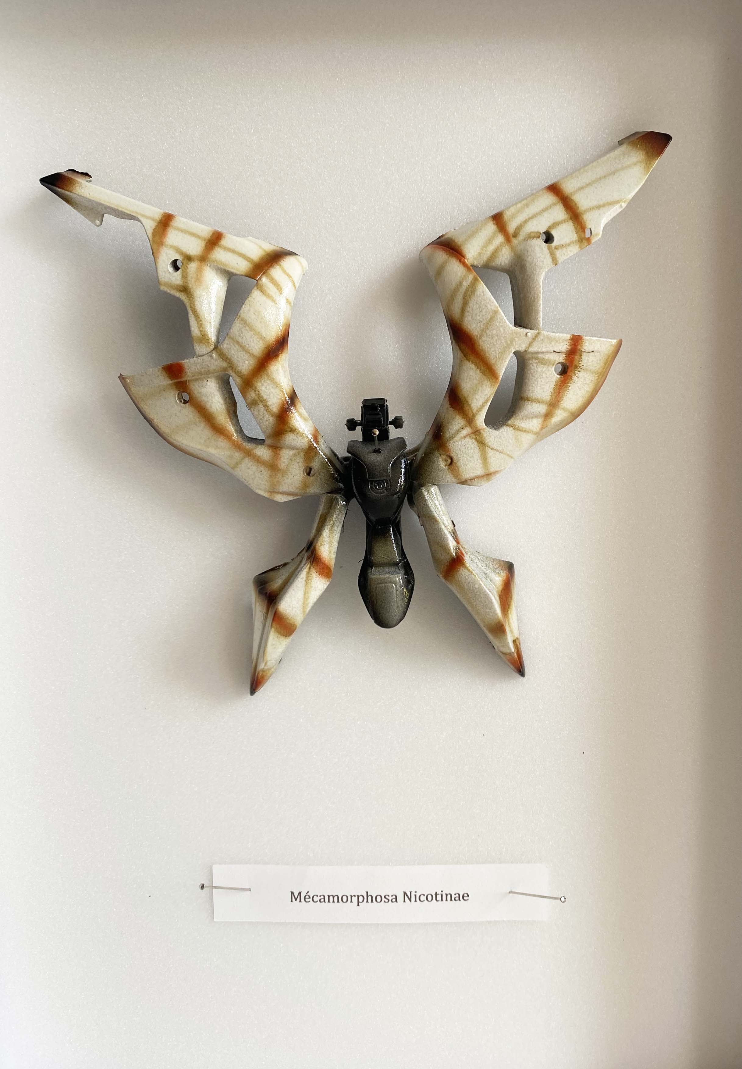 "Mecamorphosa Nicotinae"