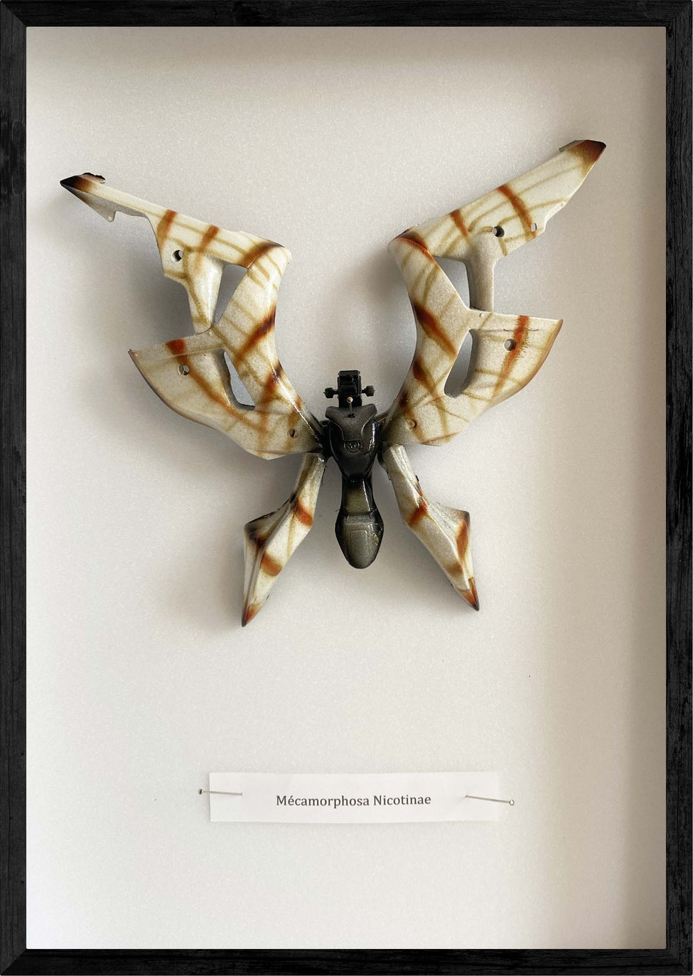 "Mecamorphosa Nicotinae"